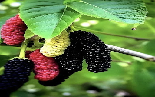 mulberry tree wallpaper screenshot 1