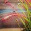 Drosera