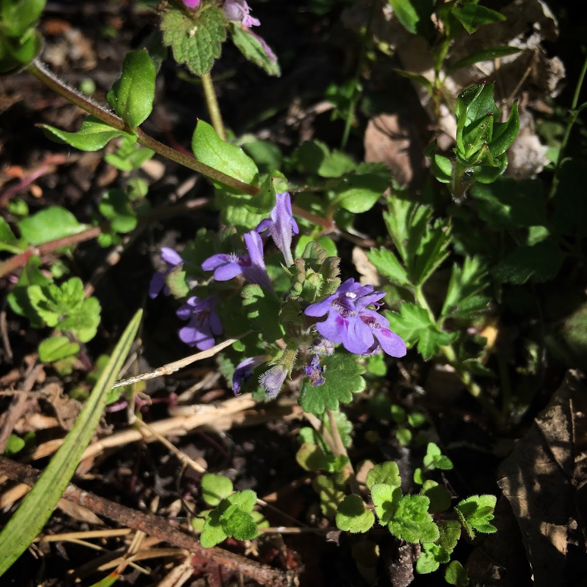 Ground Ivy