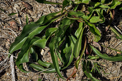 Scorzonera humilis