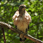 Broad-winged hawk