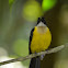 White-throated Shrike-Tanager