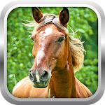 Cover Image of 下载 3D Horse Simulator Game Free 2.0 APK