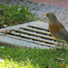 Rufous-backed thrush