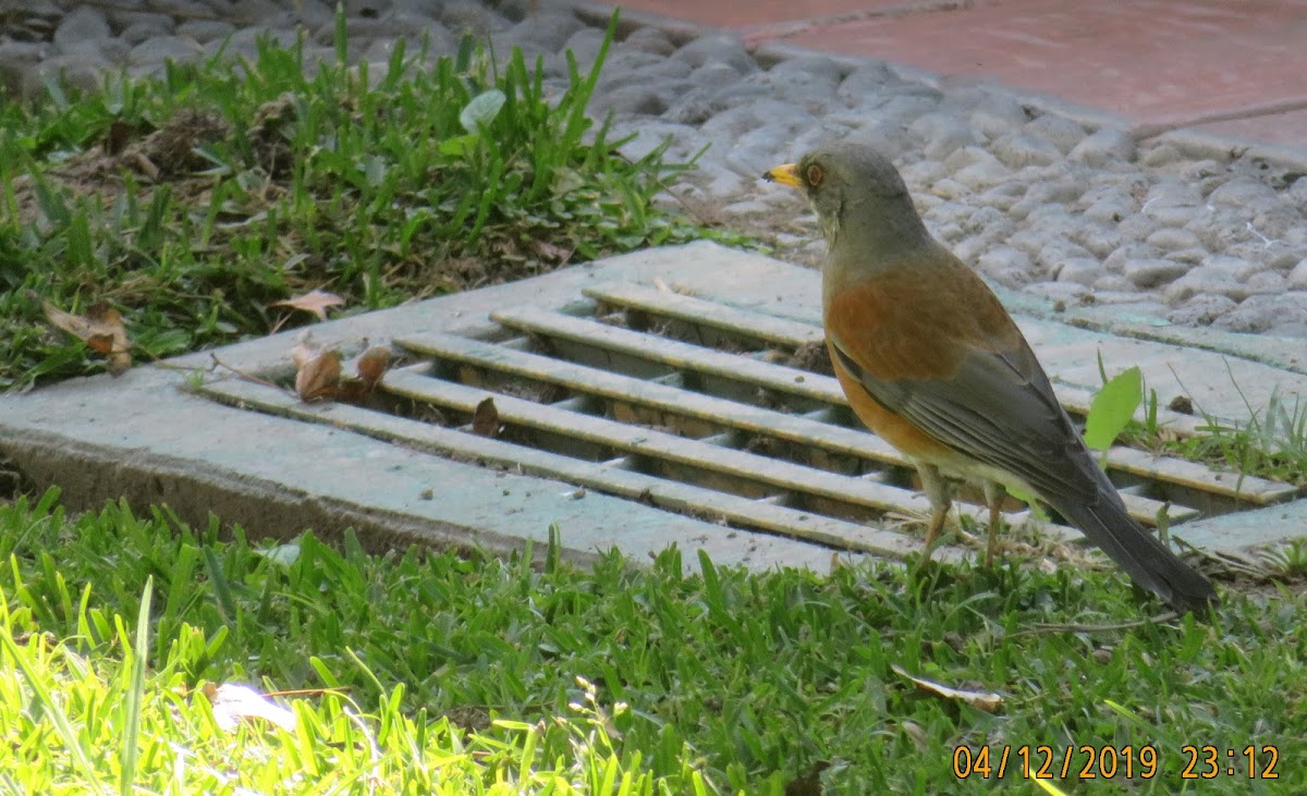 Rufous-backed thrush