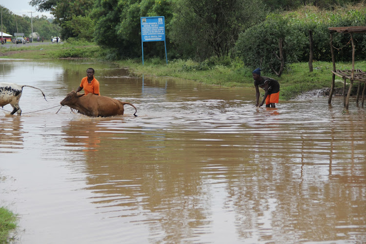 Residents assist cows to wade through flooded River Awach Tende in Nyangweso, Rangwe constituency on November 16,2020