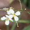 white flower