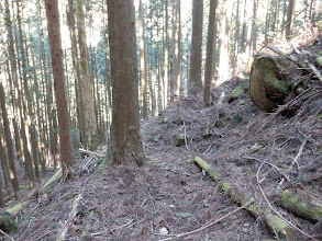 ここで作業道に出合いそこを辿る（右に）