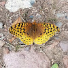 Great Spangled Fritillary