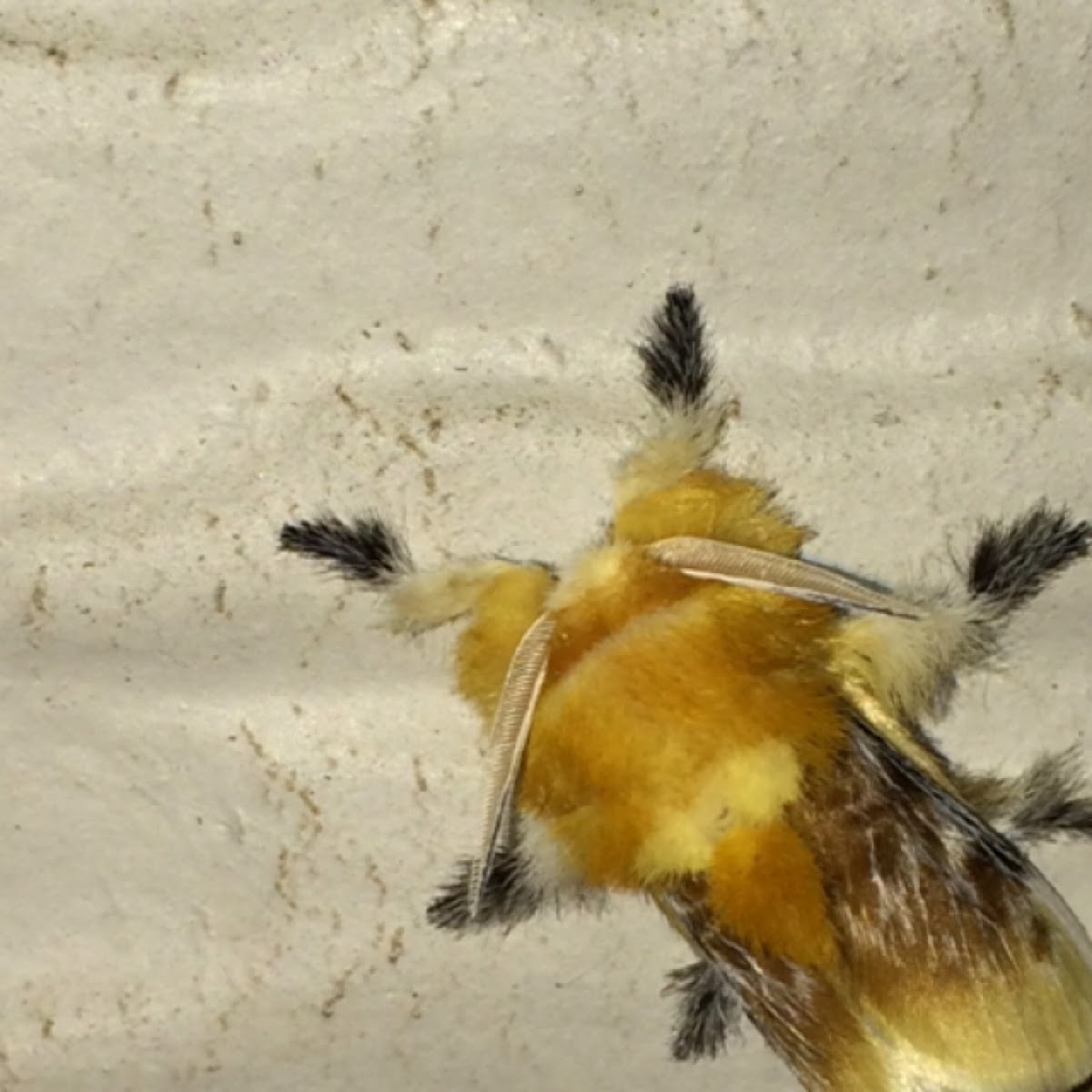 Southern Flannel Moth