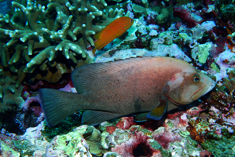 Redmouth grouper