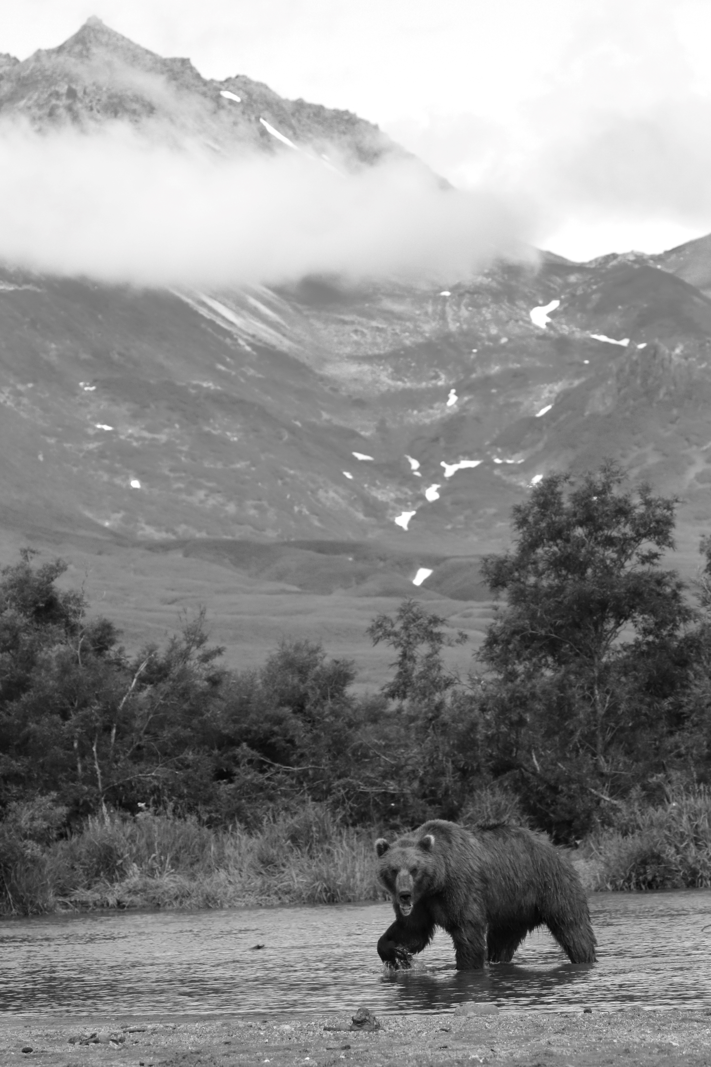 L'orso in montagna di Sgheno 