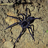 Wandering Spider