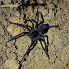 Wandering Spider