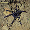 Wandering Spider