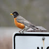 American Robin