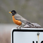 American Robin