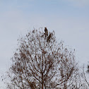 Red-shouldered Hawk