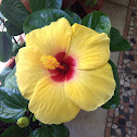 Hibiscus