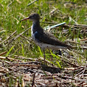 Spotted Sandpiper