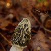 Common stinkhorn