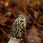 Common stinkhorn