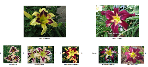 Semis d'Hemerocallis ( hémérocalles )  - Page 3 99sCaBcAW9RURlkyZxXrAWr4dETM9odTl73nR0xbuWTf2osuypMZ1Mx2NfN4nx0jNhn7EGKtXGUclGeEU_SAyKGo6758-4jWbI32eDBHzsXkcfNraJ-linyjIFFGX-nimC-C4TE