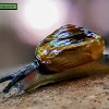 Garlic snail, Garlic glass snail.