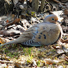 Mourning Dove