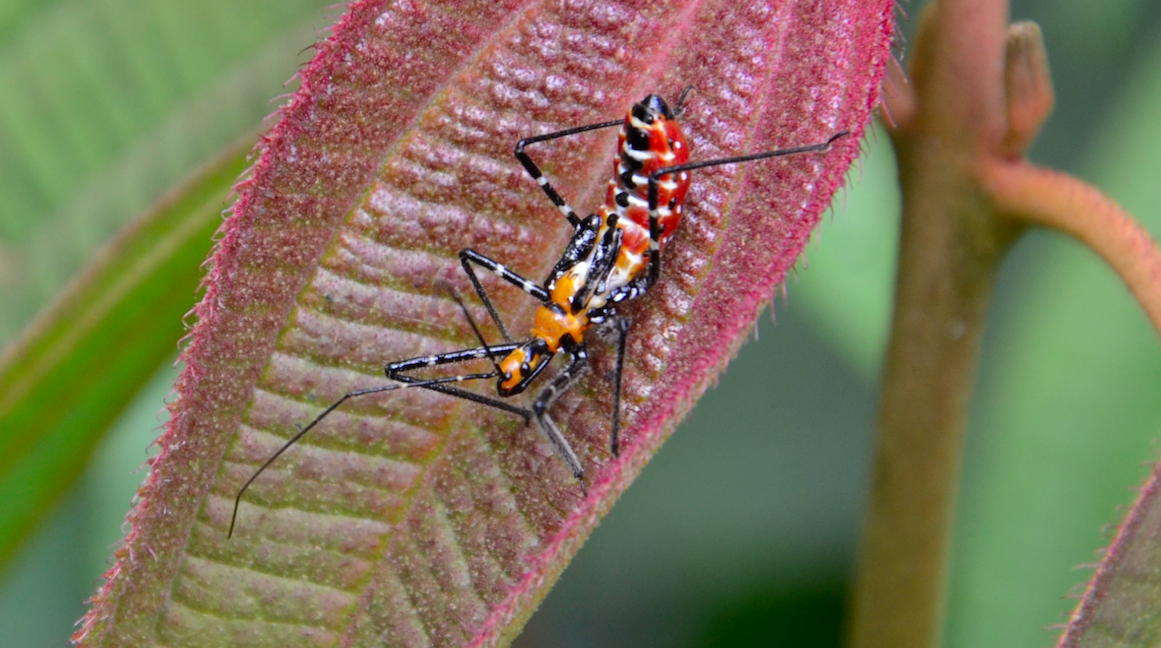 Zelus nymph