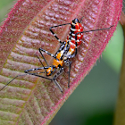 Zelus nymph