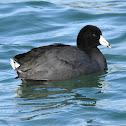 American Coot