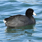 American Coot