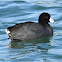 American Coot