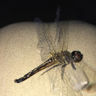 Clubtail Dragonfly