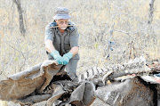 BUSH FORENSICS: Kobus de Wet, the head of the Kruger National Park's crime investigations unit, with a recently killed rhino