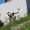 Orchard Spider