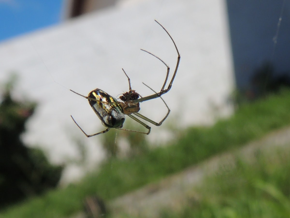 Orchard Spider