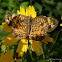 Pearl Crescent