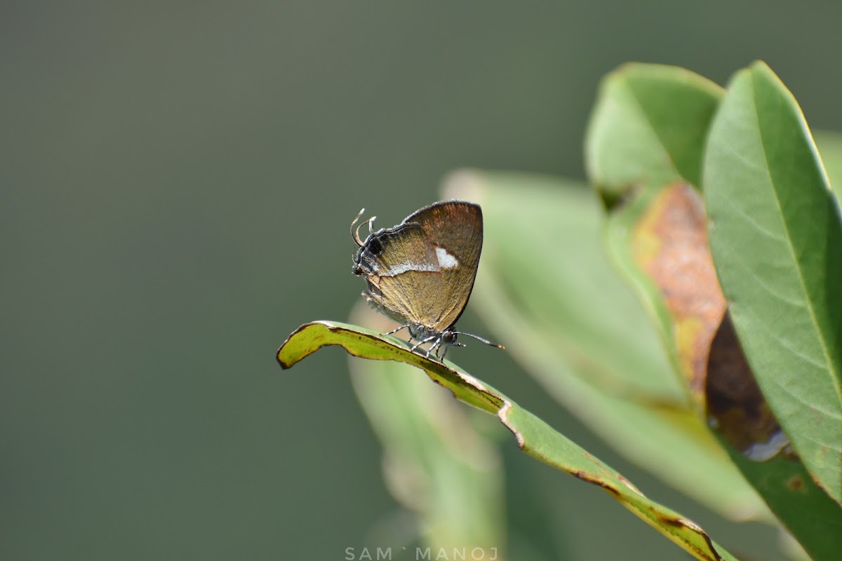 Common Onyx