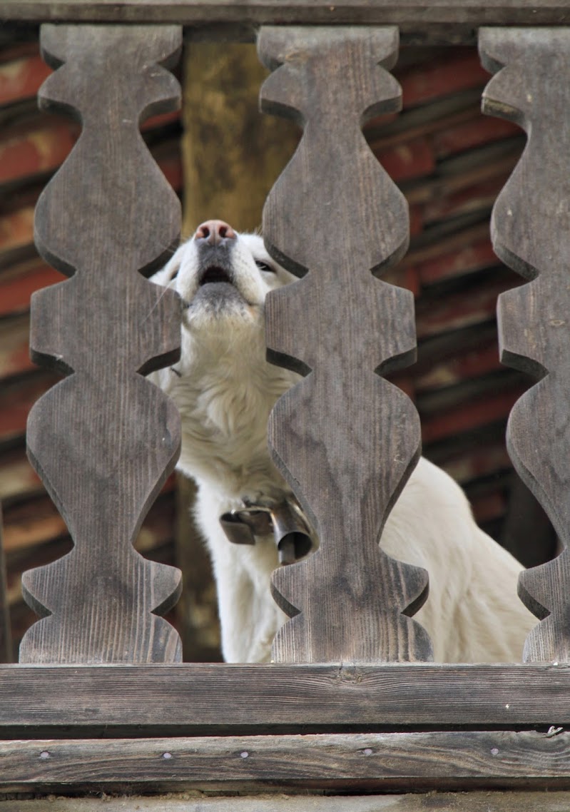 cane attraverso di G.Papagno