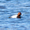 Pochard; Porrón Común