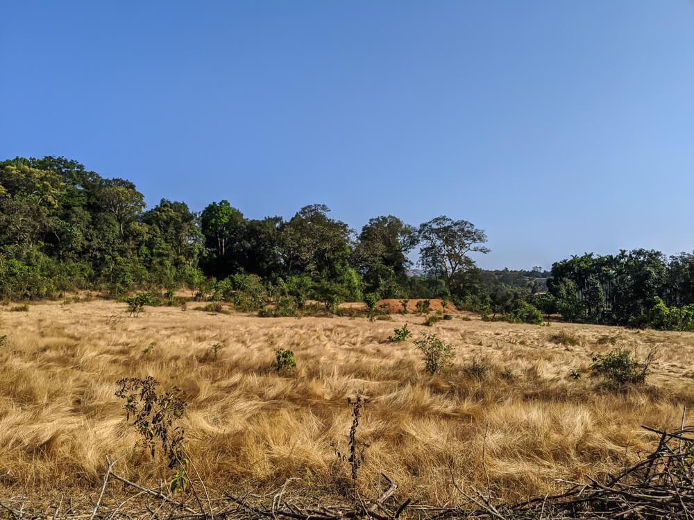 hiking trail to belligundi waterfalls in karnataka sharavathi valley.jpg