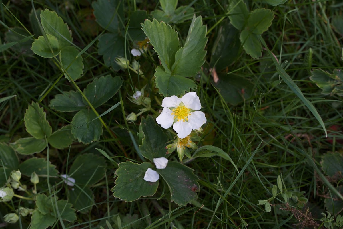 Wild Strawberry