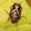 Shield Bug