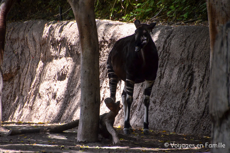 San Diego Zoo - lost forest hippo trail