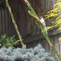 Downy woodpecker