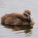 Eider común (Common eider)