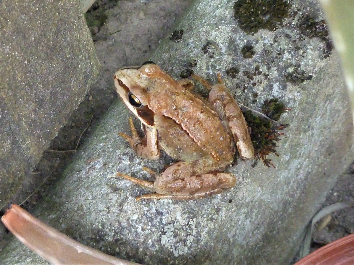 Agile frog, Springfrosch