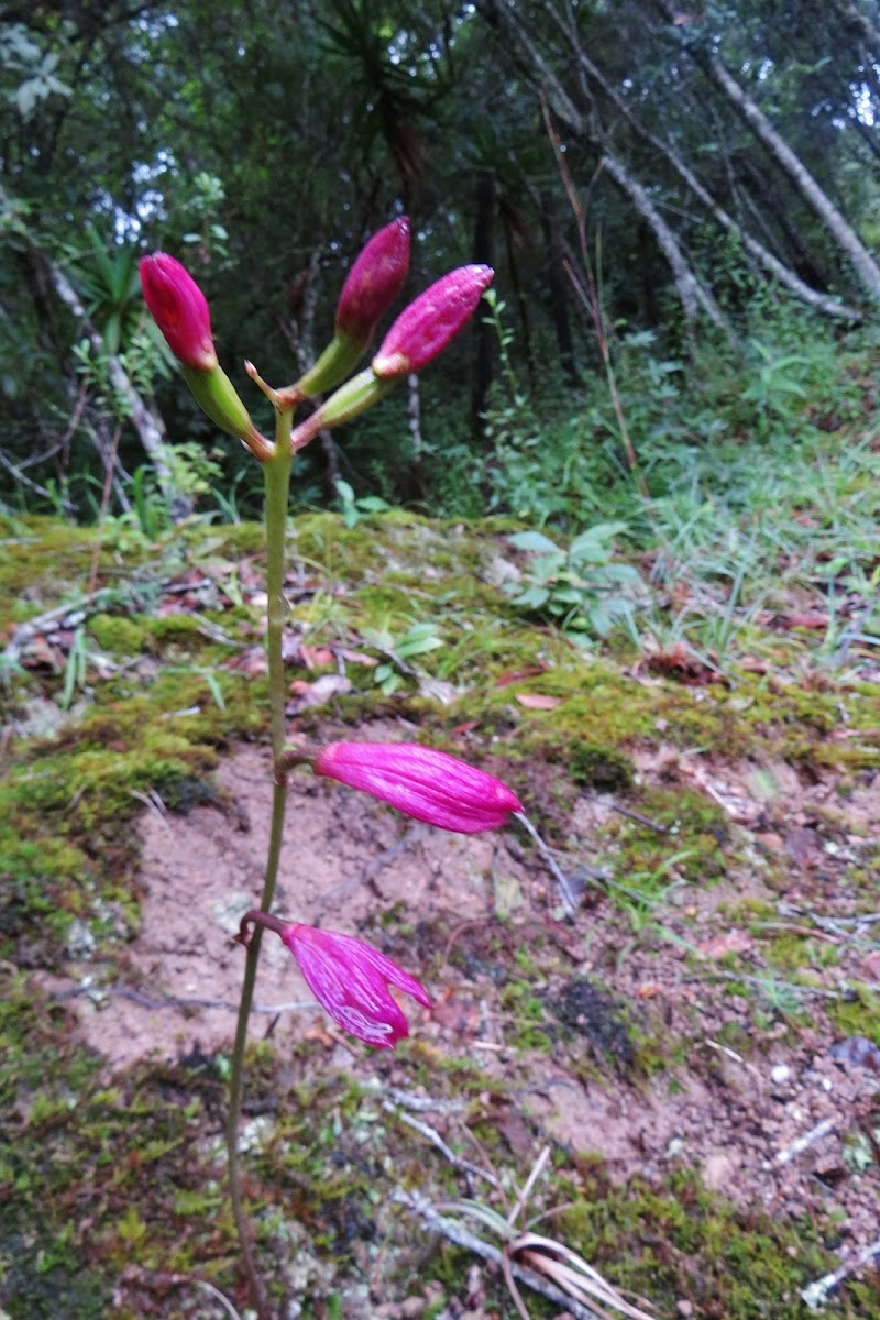 Bletia purpurata